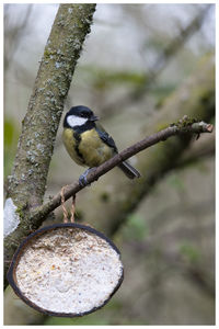 Close-up of bird perching on a tree