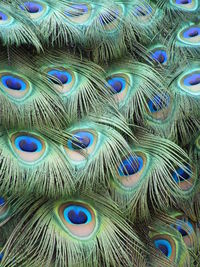 Full frame shot of peacock feathers