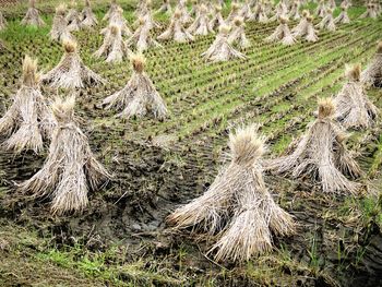 Wheat growing on field