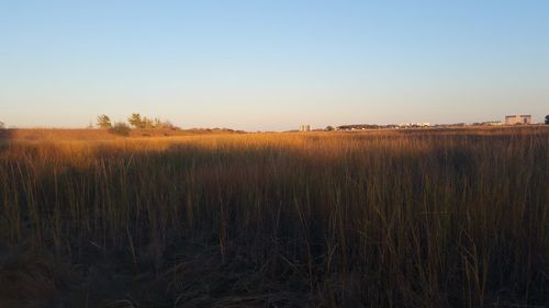 Scenic view of field against clear sky