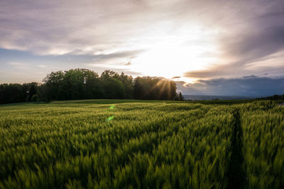 Scenic view of agricultural field against sky during sunset