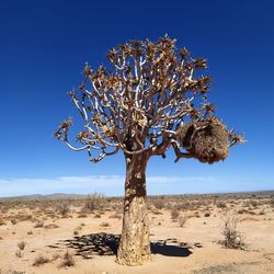 Quiver tree against clear sky namibia