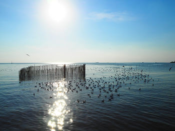 View of seagulls on wooden post in sea