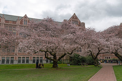 View of cherry blossom in park