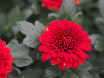 Close-up of red dahlia