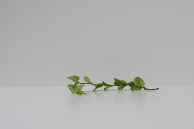 Close-up of plant against white background