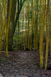 Bamboo trees in forest