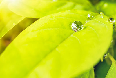 Close-up of raindrops on leaf