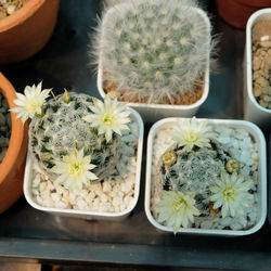 High angle view of potted plants