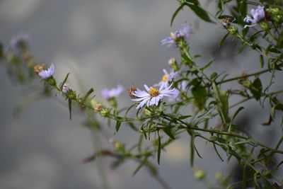 Close-up of white flowering plants