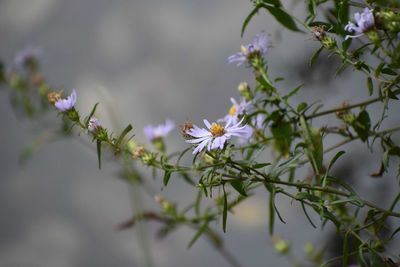 Close-up of purple flowering plants