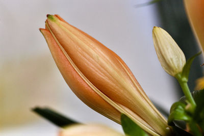 Close-up of flowering plant