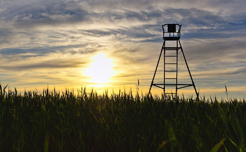 Crops growing on field against sky during sunset