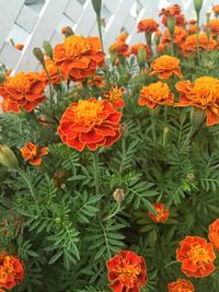 Close-up of orange flowers blooming outdoors