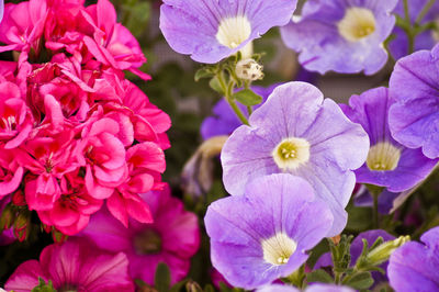 Close-up of pink flower