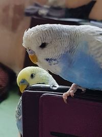 Close-up of bird perching