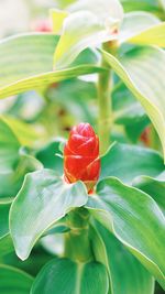 Close-up of red rose flower