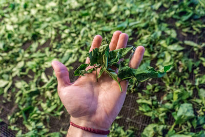 Close-up of hand holding plant