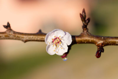 Marco picture of apricot flowers blooming on a branch , organic garden , italy .