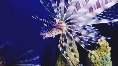 Close-up of jellyfish swimming in sea