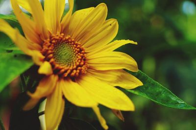 Close-up of yellow flower