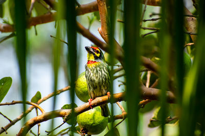 The coppersmith barbet. is an asian barbet with crimson forehead and throat,