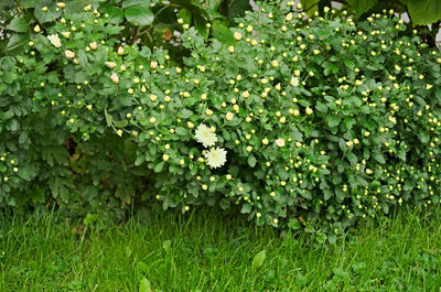 Flowers growing on tree