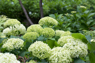 Close-up of fresh plants in garden