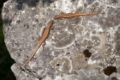 Close-up of lizard