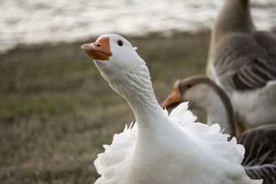 Close-up of white goose at lakeshore