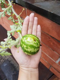 Cropped image of person holding fruit