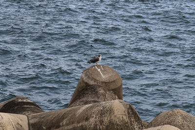 Seagull perching on rock by sea