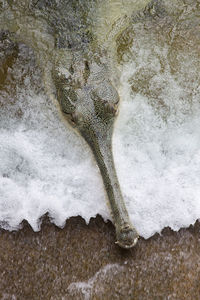 High angle view of animal on land