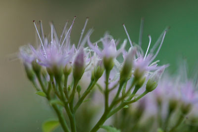 Close-up of purple flowering plant