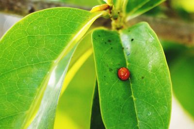 Close-up of insect on leaf