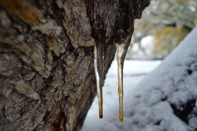 Close-up of tree trunk during winter