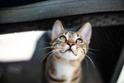Close-up portrait of a cat