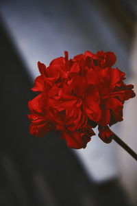 Close-up of red rose plant