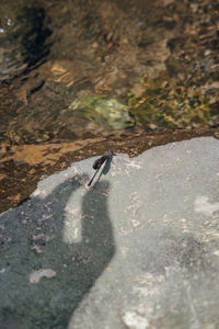 High angle view of insect on rock