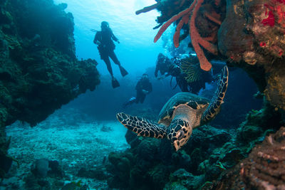 Turtle swimming between corals in cozumel with unrecognizable divers in the background
