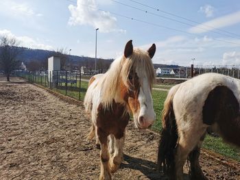 Horses standing in ranch against sky