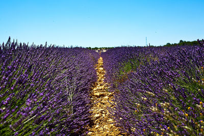 Purple flowers on field against clear sky