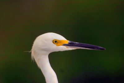 Close-up of a bird looking away