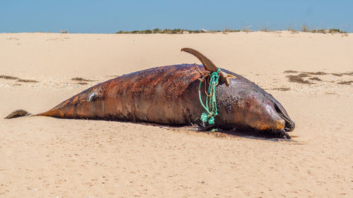 Close-up of dead whale on beach against sky
