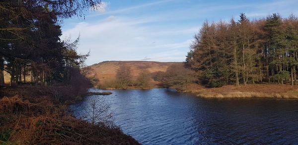 Scenic view of river amidst trees against sky