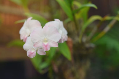 Close-up of pink flowering plant