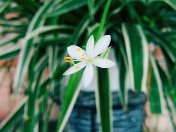 Close-up of fresh white flowers blooming in park