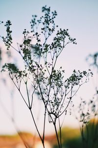 Close-up of flower tree against sky