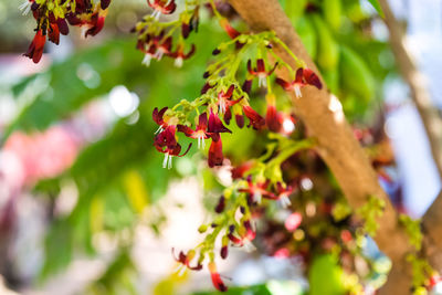 Close-up of red berries on plant