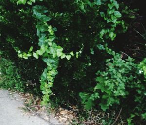 Plant growing on a tree